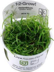 Tropica Helanthium tenellum 'Green' CUP - 1 db