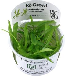 Tropica Helanthium bolivianum 'Quadricostatus' CUP - 1 db
