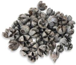  Tulipán termés 50db/csomag - kosarbolt