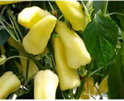 Duna-R Mátra F1 250 szem - delgazda - 6 580 Ft