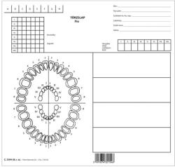 Pátria Nyomtatvány Iskolafogászati törzslap fiú szabadlap 247x230 mm (C.3304-26)