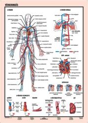 STIEFEL Tanulói munkalap, A4, STIEFEL "Vérkeringés (VTM60) - irodasziget
