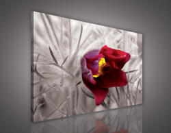 Consalnet Vászonkép, Tulipan, 60x40 cm méretben (C5-2072O4)