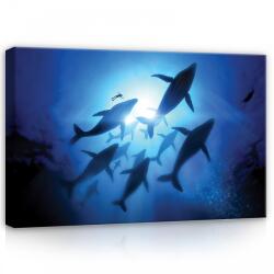 Consalnet Delfin raj, vászonkép, 60x40 cm méretben (C5-12628O4)