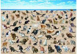 bboldin Z-309 - Beach Pooping Cats - 1000 db-os puzzle (Z-309)
