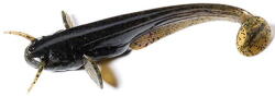 FishUp Shad Catfish 7.5cm #043 Watermelon Brown Black (4820194850207)
