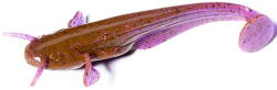 FishUp Shad Catfish 7.5cm #016 Lox Green & Black (4820194850153)