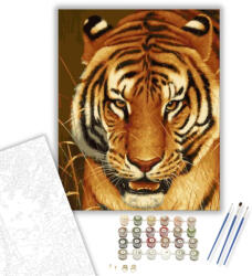 Számfestő Tigris tekintet - számfestő készlet - 60×70 cm (Keretre feszítve) (crea535-60X70-KF)