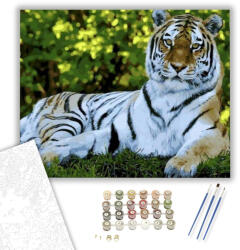  Fekvő tigris - számfestő készlet - 40×50 cm (Keretre feszítve)