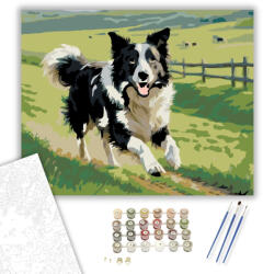  Border Collie a Zöld Legelőn - számfestő készlet - 40×50 cm (Keretre feszítve)