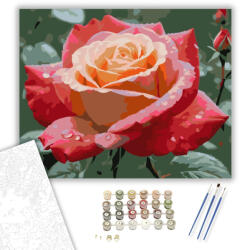 Számfestő Hajnali Harmat Rózsája - számfestő készlet - 40×50 cm (Keretre feszítve) (crea5616-40X50-KF)