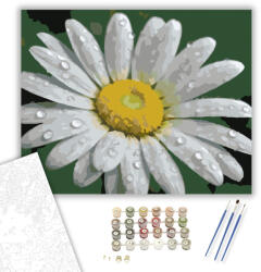  Harmatcseppes Fehér Margaréta - számfestő készlet - 40×50 cm (Keretre feszítve)