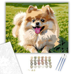  Pomerániai Törpespicc a Napsütötte Gyepen - számfestő készlet - 40×50 cm (Keretre feszítve)