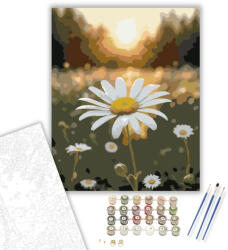 Napfényben Ringatózó Fehér Margaréta - számfestő készlet - 40×50 cm (Keretre feszítve)