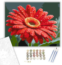  Harmatcseppes Vörös Gerbera - számfestő készlet - 40×50 cm (Keretre feszítve)