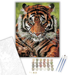  Gyönyörű tigris - számfestő készlet - 40×50 cm (Keretre feszítve)