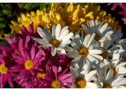 Vászonfestmény Színes százszorszép csokor, 80x50cm, vászonfestmény1061, Többszínű (tabloucanvas1061/50x80cm)