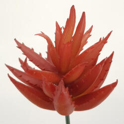  Pozsgás műnövény - csinaldmagadshop - 690 Ft