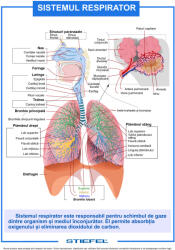 Sistemul respirator - planșă de perete