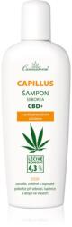 Cannaderm Seborea CBD+ sampon korpásodás ellen 150 ml