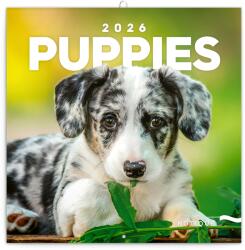 REALSYSTEM 2026 Puppies 6097-PU falinaptár (6097-PU) - pcx