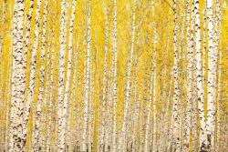 DIMEX ART Флизелинов фототапет жълта бреза 375 x 250 см