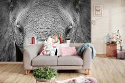 DIMEX ART Самозалепваща се флизелинова фототапета африкански слон 375 x 250 см