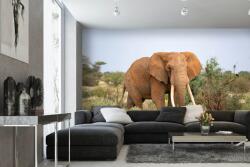 DIMEX ART Самозалепваща се флизелинова фототапета слонове в саваната 375 x 250 см