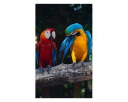 DIMEX ART Флизелинов фототапет пъстри ара 150 x 250 см