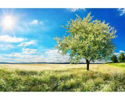 DIMEX ART Флизелинов фототапет дърво на поляна 375 x 250 см