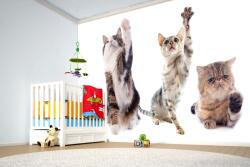 DIMEX ART Самозалепваща се флизелинова фототапета котки на училище 375 x 250 см