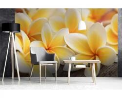 DIMEX ART Флизелинов фототапет плумерия 375 x 250 см