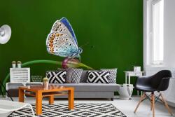 DIMEX ART Самозалепваща се флизелинова фототапета пеперуда на пъпка 375 x 250 см