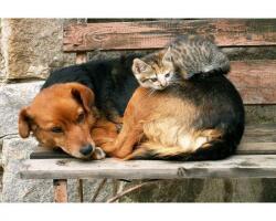 DIMEX ART Флизелинов фототапет котка и куче 375 x 250 см