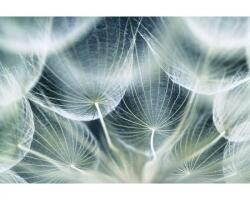 DIMEX ART Самозалепваща се флизелинова фототапета детайли от глухарче 375 x 250 см