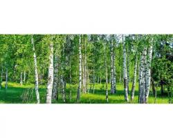 DIMEX ART Панорамни флизелинов фототапет брезова горичка 375 x 150 см