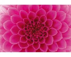 DIMEX ART Самозалепваща се флизелинова фототапета розова георгина 375 x 250 см