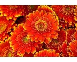 DIMEX ART Флизелинов фототапет гербери 375 x 250 см