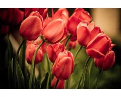 DIMEX ART Самозалепваща се флизелинова фототапета червени лалета 375 x 250 см