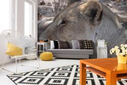 DIMEX ART Самозалепваща се флизелинова фототапета портрет на лъвица 375 x 250 см