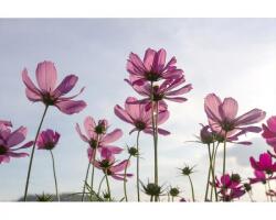 DIMEX ART Самозалепваща се флизелинова фототапета цветя 375 x 250 см