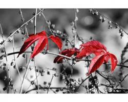 DIMEX ART Самозалепваща се флизелинова фототапета червени листа на черен фон 375 x 250 см