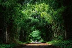 DIMEX ART Флизелинов фототапет бамбуков път 375 x 250 см