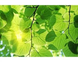 DIMEX ART Флизелинов фототапет зелени листа 375 x 250 см