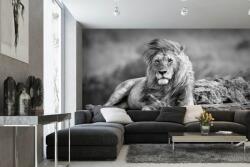 DIMEX ART Самозалепваща се флизелинова фототапета мощна лъв 375 x 250 см
