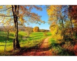 DIMEX ART Флизелинов фототапет ливада 375 x 250 см