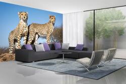 DIMEX ART Самозалепваща се флизелинова фототапета млади гепарди 375 x 250 см
