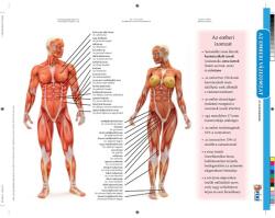 STIEFEL Tanulói munkalap STIEFEL A/4 Emberi vázizomzat (275867) - vectraline