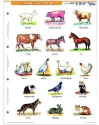 STIEFEL Tanulói munkalap STIEFEL A/4 ház körül élő állatok + munkaoldal (27585) - vectraline