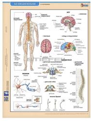 STIEFEL Tanulói munkalap STIEFEL A/4 idegrendszer (275357) - vectraline